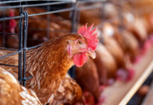 Governo Federal decreta estado de emergência zoossanitária no país devido à gripe aviária