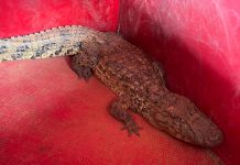 Corpo de Bombeiros capturam jacaré dentro do Aeroporto de Patos de Minas