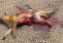 Revoltante: Cachorro é atropelado e abandonado em Rio Paranaíba; caso gera revolta