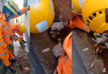 Corpo de Bombeiros resgata gato preso em encanamento após mais de 14 horas de angústia em Araxá