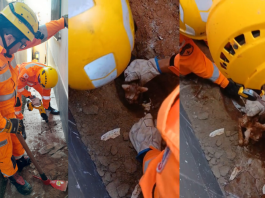 Corpo de Bombeiros resgata gato preso em encanamento após mais de 14 horas de angústia em Araxá