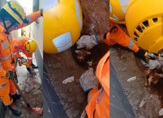 Corpo de Bombeiros resgata gato preso em encanamento após mais de 14 horas de angústia em Araxá