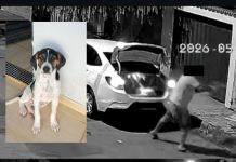 Polícia Civil identifica suspeito de maus-tratos e abandono violento de cão em Araxá