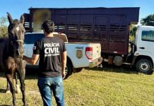 Policia Civil recupera égua de alto valor comercial durante investigação em Presidente Olegário