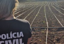 Polícia Civil descobre estrutura avançada de plantio de maconha em Unaí