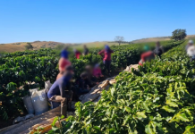 Fiscalização resgata 32 trabalhadores em condições análogas à escravidão em fazenda de café em Perdizes