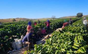 Fiscalização resgata 32 trabalhadores em condições análogas à escravidão em fazenda de café em Perdizes