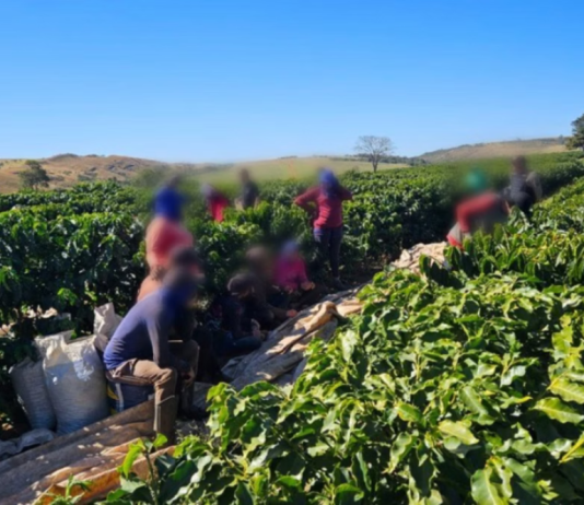 Fiscalização resgata 32 trabalhadores em condições análogas à escravidão em fazenda de café em Perdizes