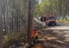 Bombeiros removem eucalipto que oferecia perigo a motoristas na AMG-1410 em Carmo do Paranaíba