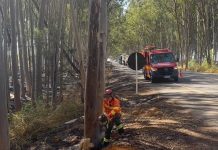 Bombeiros removem eucalipto que oferecia perigo a motoristas na AMG-1410 em Carmo do Paranaíba