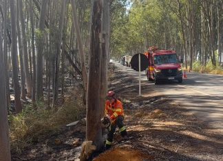 Bombeiros removem eucalipto que oferecia perigo a motoristas na AMG-1410 em Carmo do Paranaíba