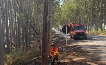 Bombeiros removem eucalipto que oferecia perigo a motoristas na AMG-1410 em Carmo do Paranaíba