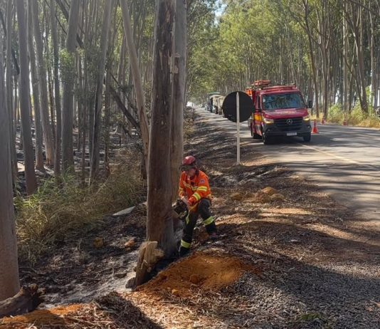 Bombeiros removem eucalipto que oferecia perigo a motoristas na AMG-1410 em Carmo do Paranaíba