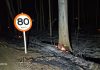 Rodovia AMG-1410 é interditada após incêndios e risco de queda de eucaliptos em Carmo do Paranaíba