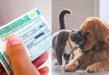 Câmara aprova suspensão da CNH para quem usar veículo para abandonar animais