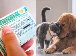 Câmara aprova suspensão da CNH para quem usar veículo para abandonar animais