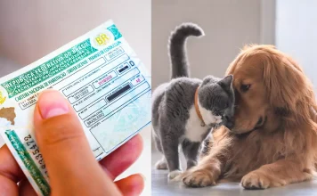 Câmara aprova suspensão da CNH para quem usar veículo para abandonar animais