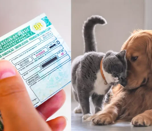 Câmara aprova suspensão da CNH para quem usar veículo para abandonar animais